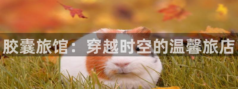 最新里番动漫在线看：胶囊旅馆：穿越时空的温馨旅店